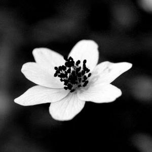 Meet your Posher, Fion